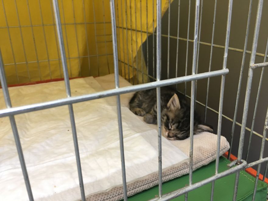 They Saved More Than 1000 Cats And Dogs Last Year