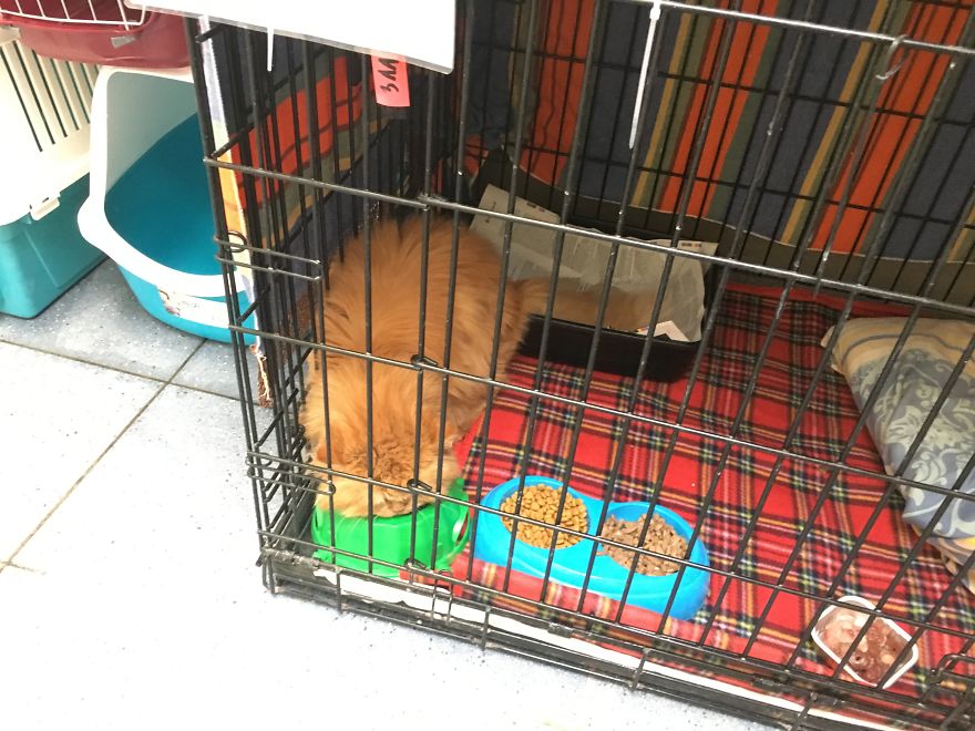 They Saved More Than 1000 Cats And Dogs Last Year