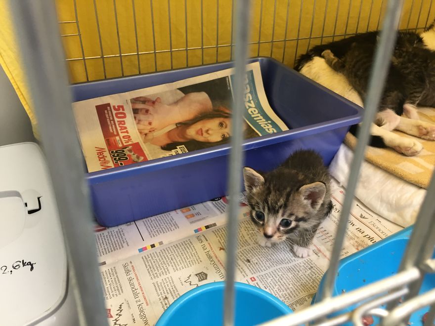 They Saved More Than 1000 Cats And Dogs Last Year They Saved More Than 1000 Cats And Dogs Last Year