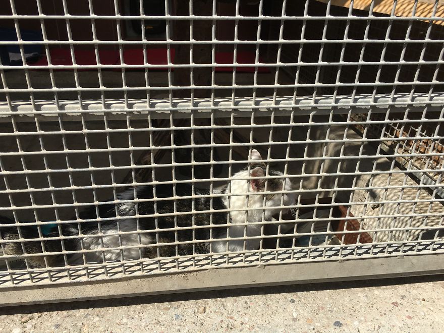 They Saved More Than 1000 Cats And Dogs Last Year