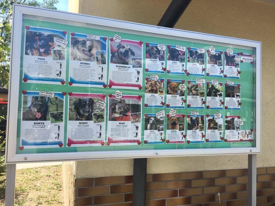 They Saved More Than 1000 Cats And Dogs Last Year They Saved More Than 1000 Cats And Dogs Last Year