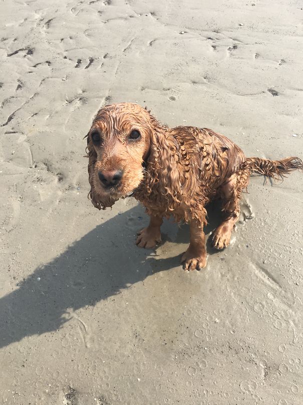 ... Jumps Into The Sea And Blames Me For Being Soppy Afterwards..