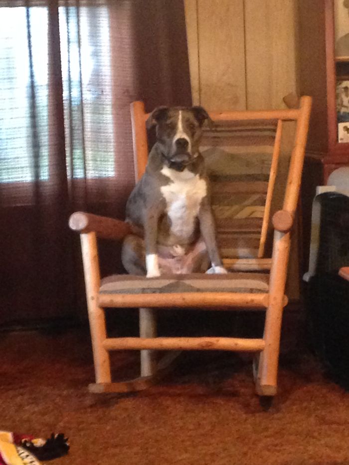 Ozzy At 10 Weeks, 1yr,& 2 Yr