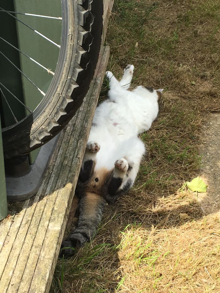 This Is How My Cat Sunbathes