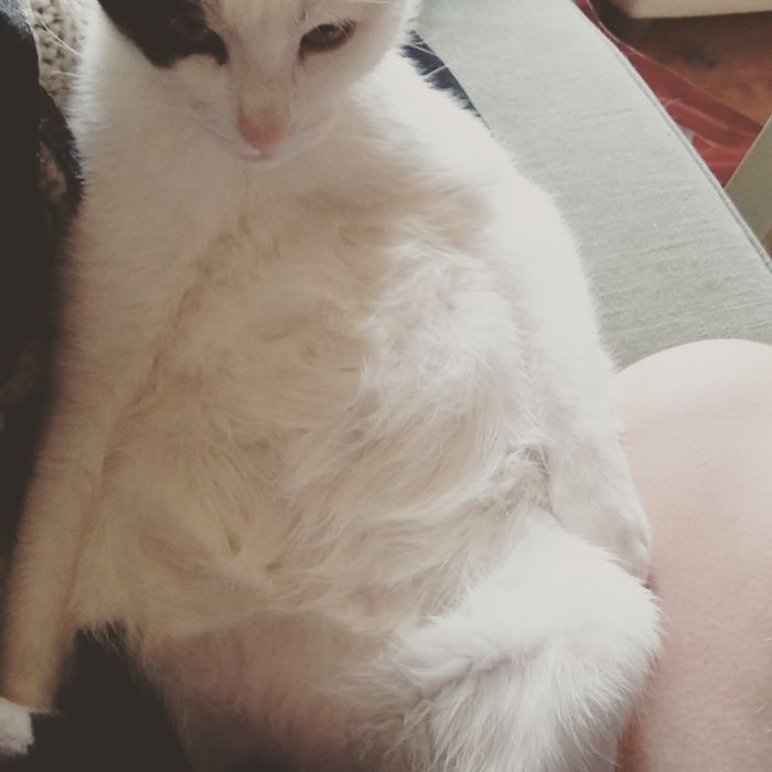 When Your Cat Gives You The Stare While Groomimg In Awkward Positions