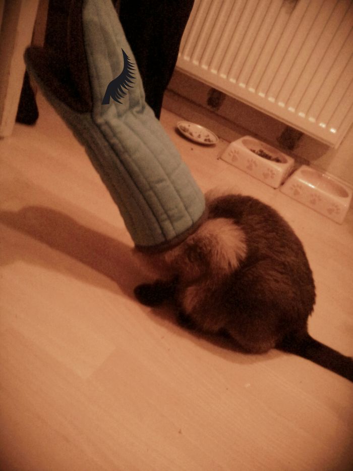 She Just Wanted To Climb In The The Oven Glove But Changed To A Dinosaur Instead.