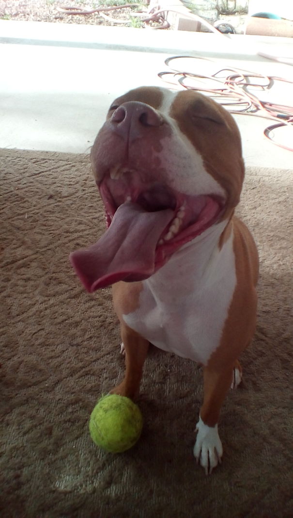 His First Tennis Ball🎉🎉😂😂