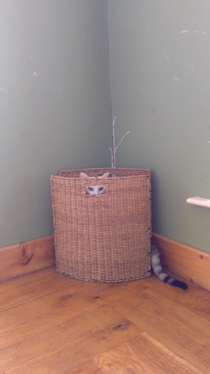 So Turned Around And Caught My Cat Spying On Me