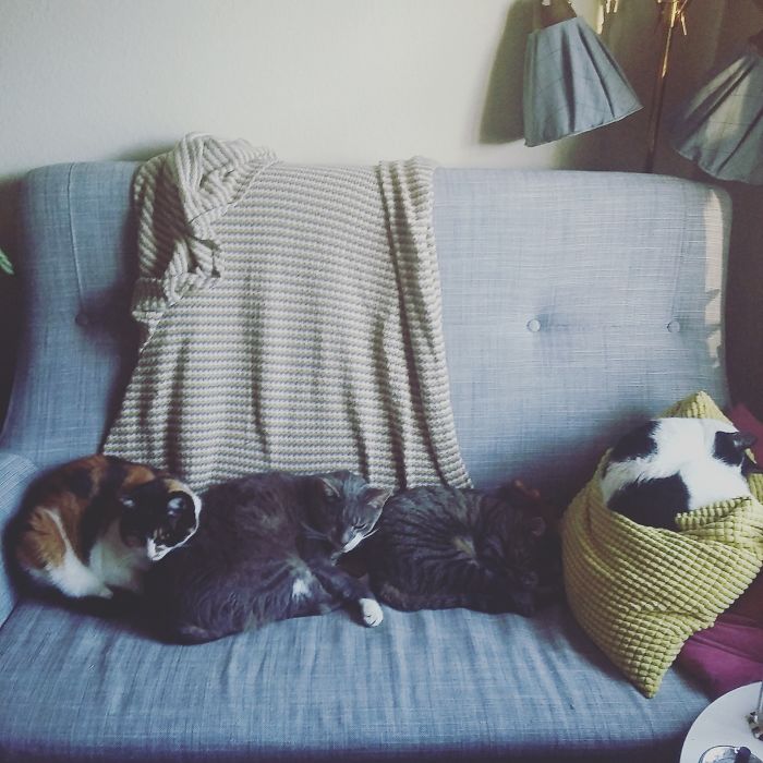 Cat-ipede. Should Be Said They Have Many A Sleeping Spot In The House, But Apparently The Only One Thats Really Mine Is Not Mine At All. Guess I'll Just Sit On The Floor Then