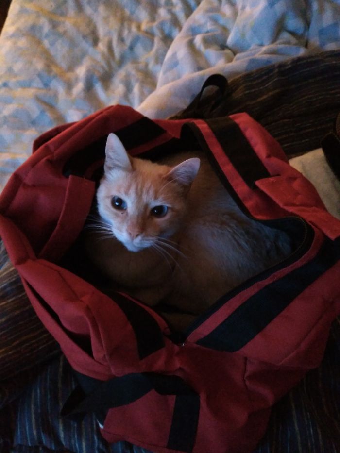 I Was Packing For The Gym, The Whole Bed Was Available