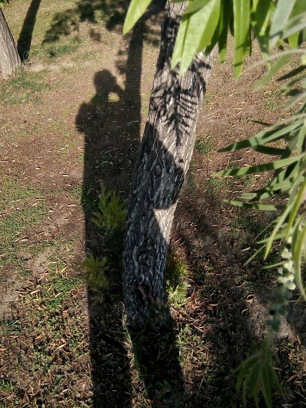 Shadow Of My Hand Looks Like A Bag Carried On My Back.