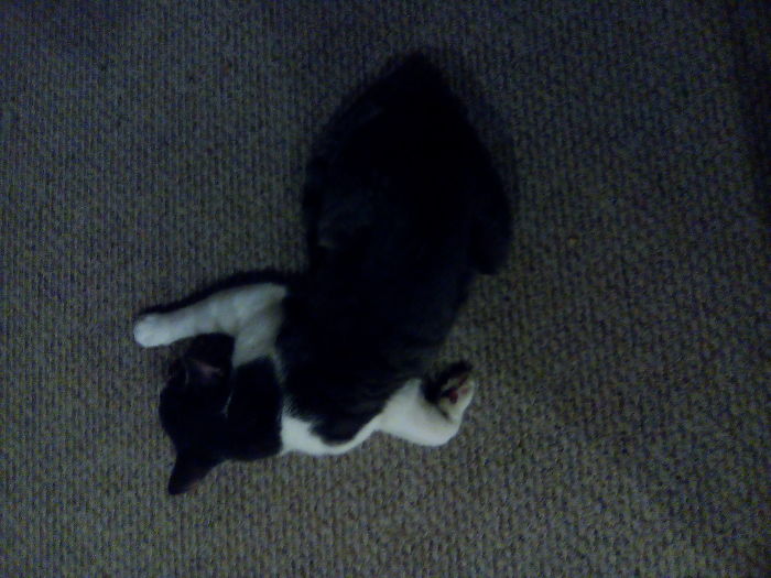Derp Mew2 Looking Like A Chalk Outline He Sleeps So Weird