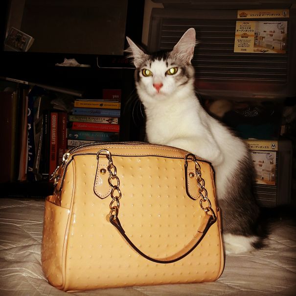 #catcaughtredhanded She Looks Too Proud For This