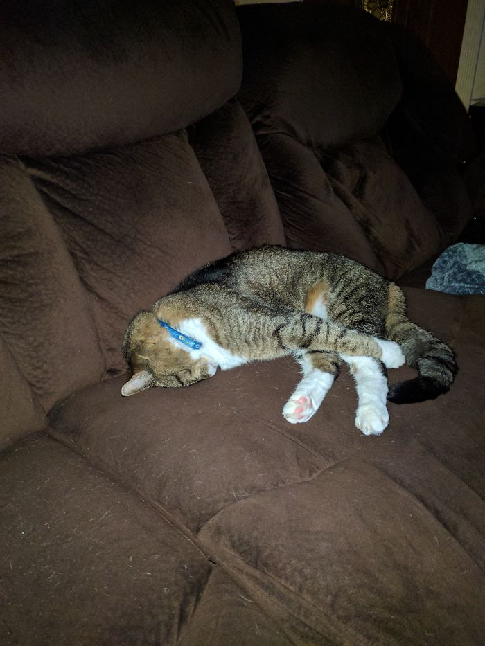 My Cat Likes To Smoosh Her Face Into The Couch When She Sleeps