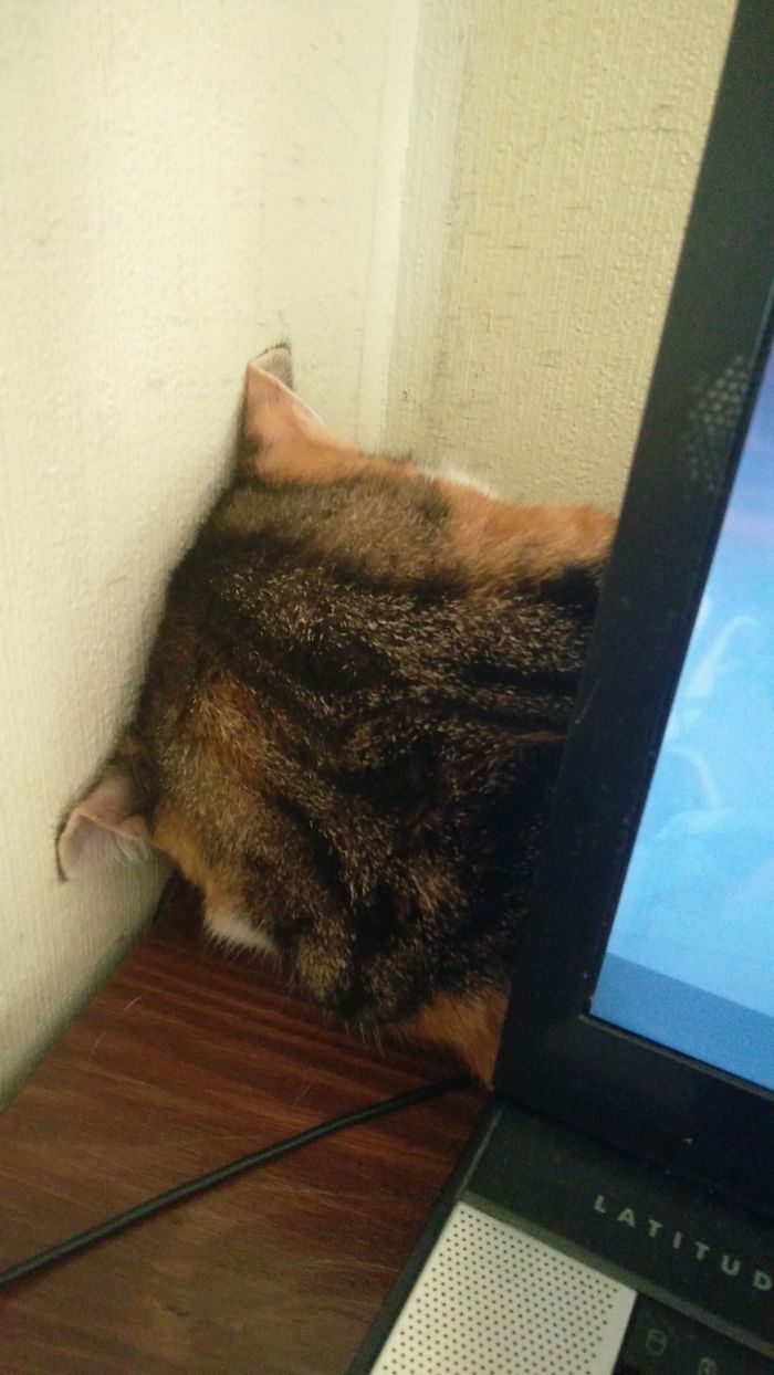 Sleepy Desktop Cat