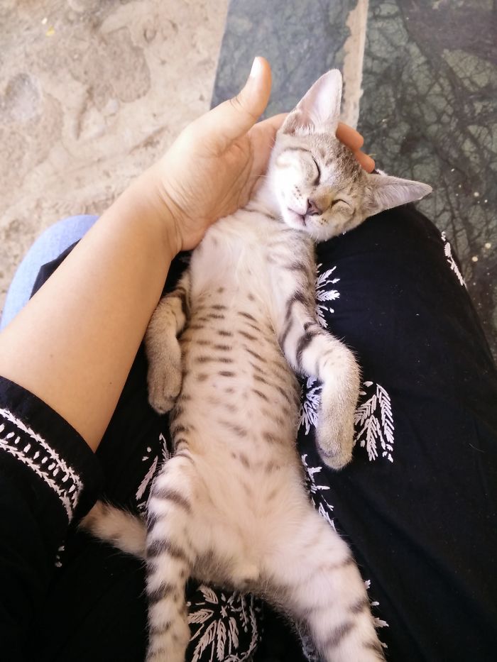 This Is The First Time That He Slept In My Lap