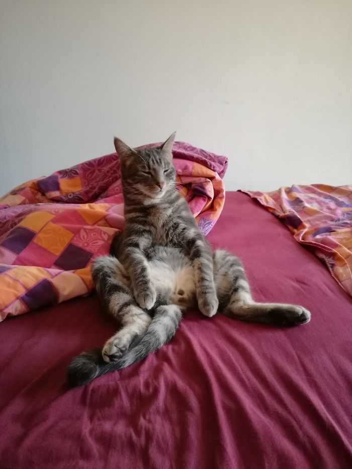 My Cat Ronaldo Is Always Sitting Like This.