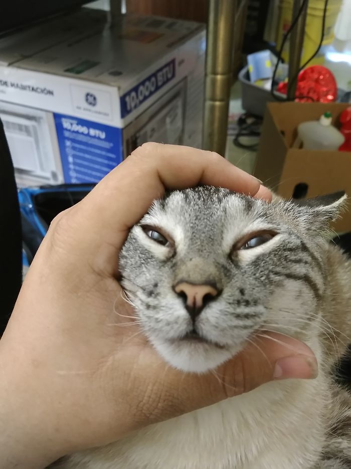 Apparently This Feels Amazing To Him. Purrs Very Loudly Every Time.