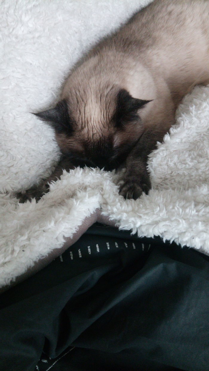 My Cat Fell Asleep Like This While She Was Kneading Her Favourite Blanket