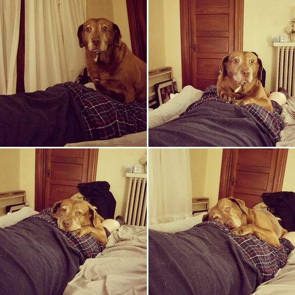 My Husband Laid Down On His Stomach And Our Dog Climbed Up And Slowly Progressed To Laying Down On His Backside.