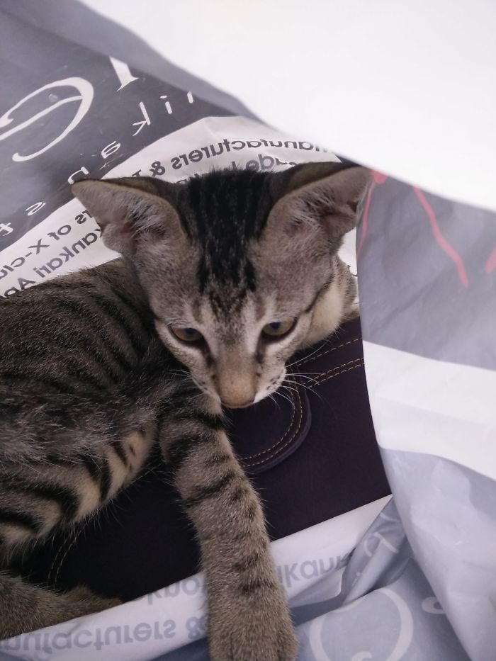 He Got Into My Plastic Bag...