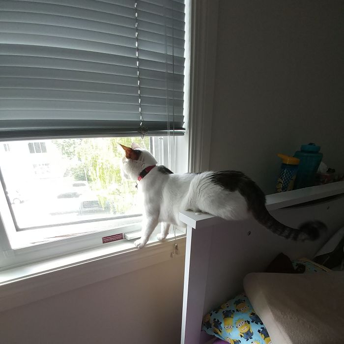 #51 Charlotte Does Everything Possible To Look Out The Window