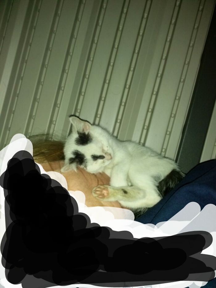 Mickey Thinks That My Face Is The Best Place To Sleep. He Hated When He Got To Big For That.