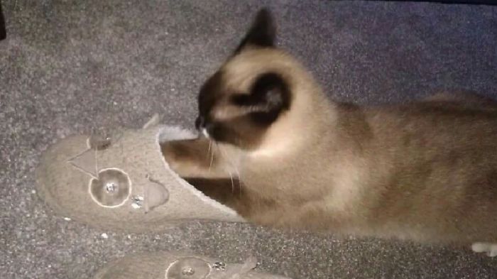 Keeping His Feet Warm In My Slipper 😂