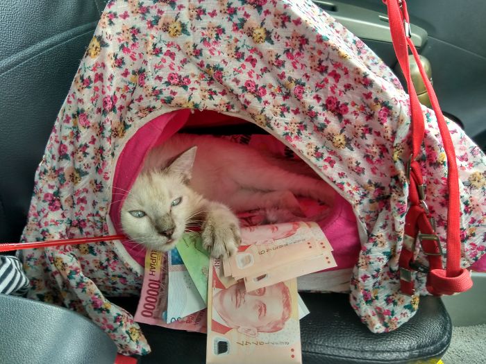 Milky Wanna Buy Tuna For Dinner 😉