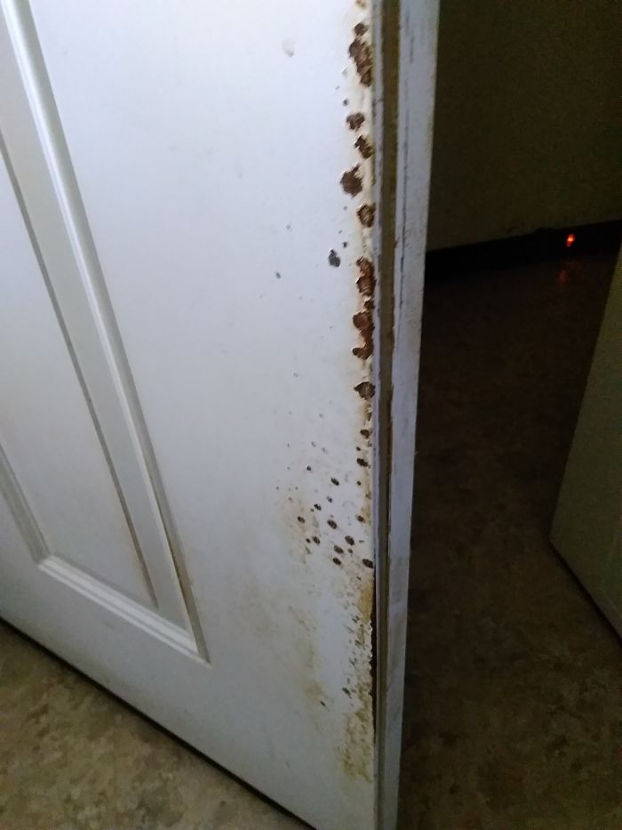 Dog Noses Pushing Open A Metal Door...from Small To Large Dogs. I Foster