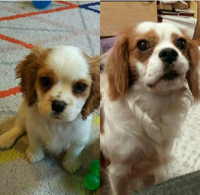 Sparky At 10 Weeks Old And Then At 1. He Turned 1 In April.