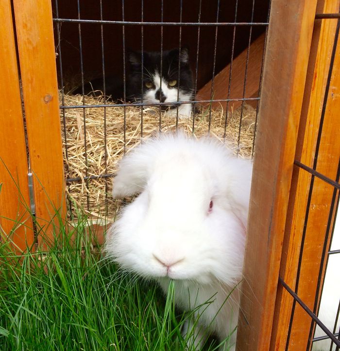 This Is My Cat Wendy. Sometimes She Like To Rabbit.