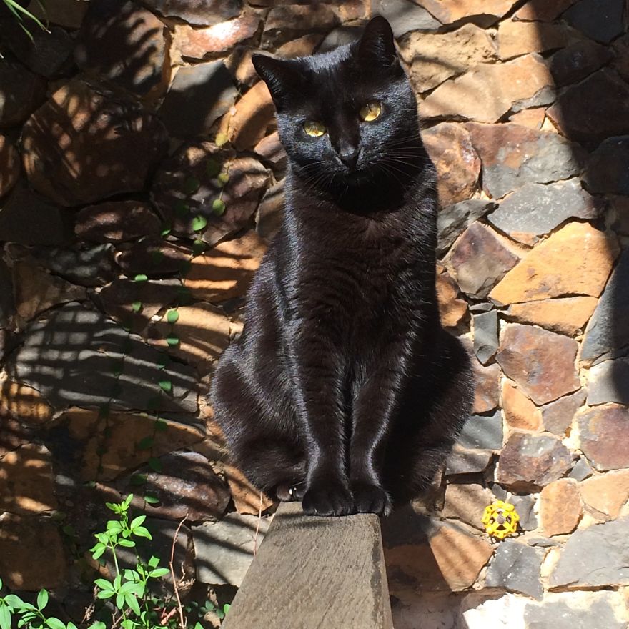 My Family And I Were Adopting Rescued Pets Since 2009 And This Is What We Got My Family And I Were Adopting Rescued Pets Since 2009 And This Is What We Got