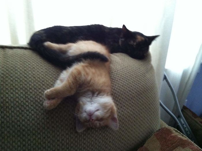 Two Kittens, One Couch