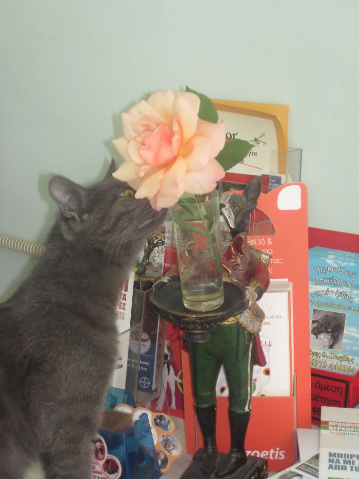 My Romantic Cat!