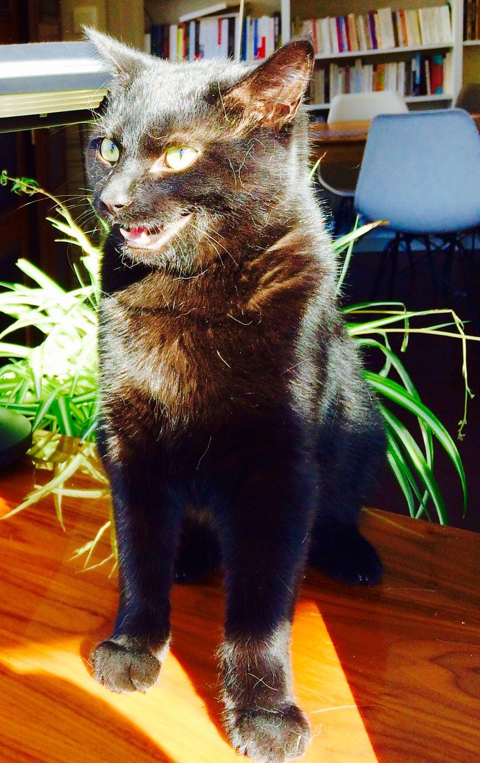 Meet Maurice, The Slightly Frightening Smiling Cat.