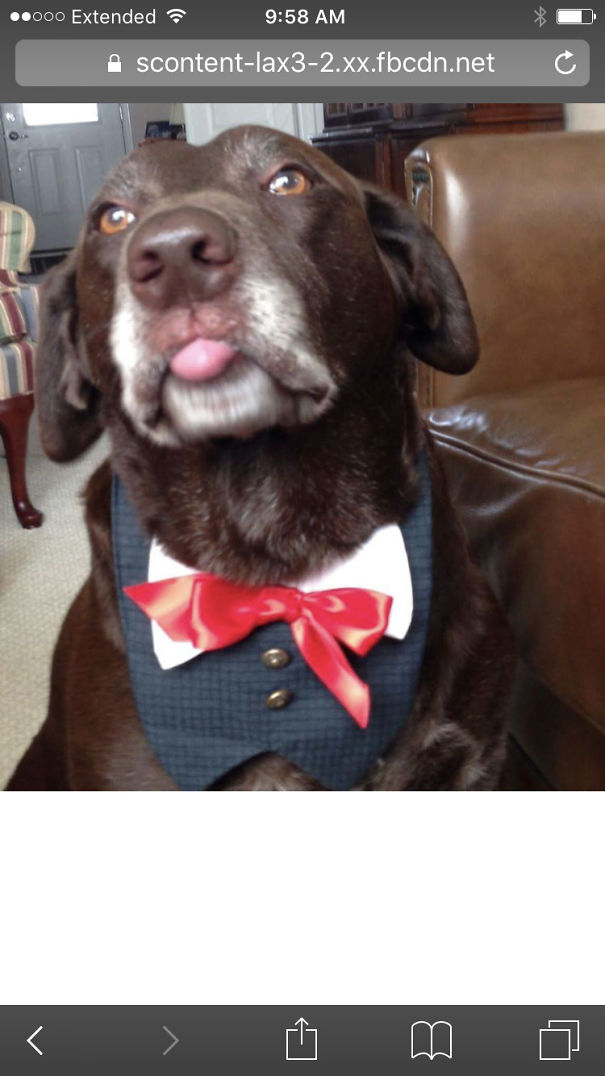 So My Aunt Makes Dog Clothes. This Was Baron's Immediate Reaction When We Put It On Him