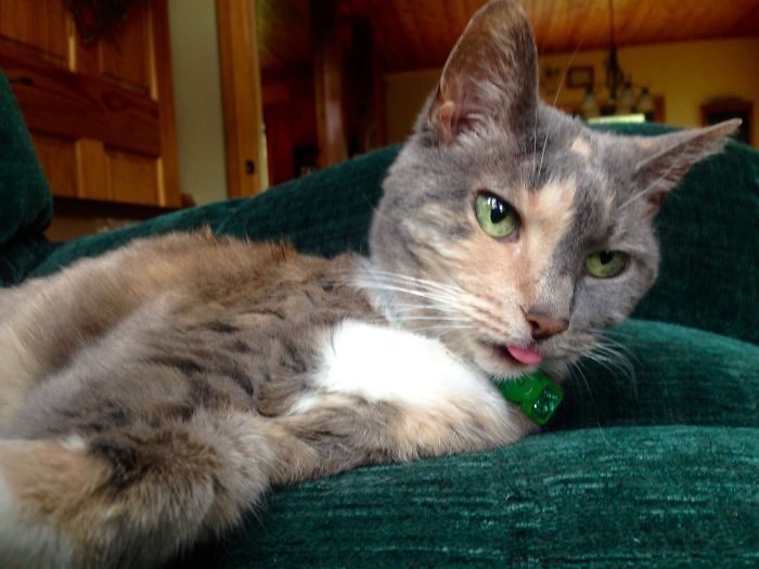 I Meowed Back And She's Been Like This For Three Minutes Now.