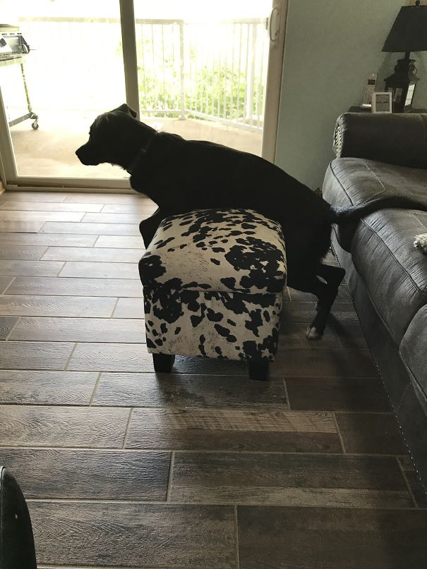 He Gets Tired Of Supporting His Weight While Standing. He Does This All The Time.