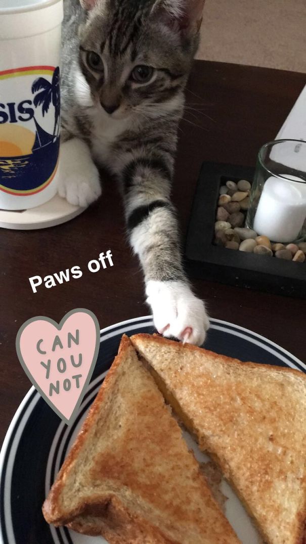 No Grilled Cheese Is Safe