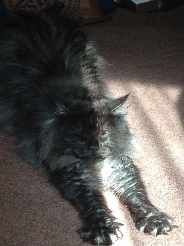 Marlowe Does Yoga In The Sun