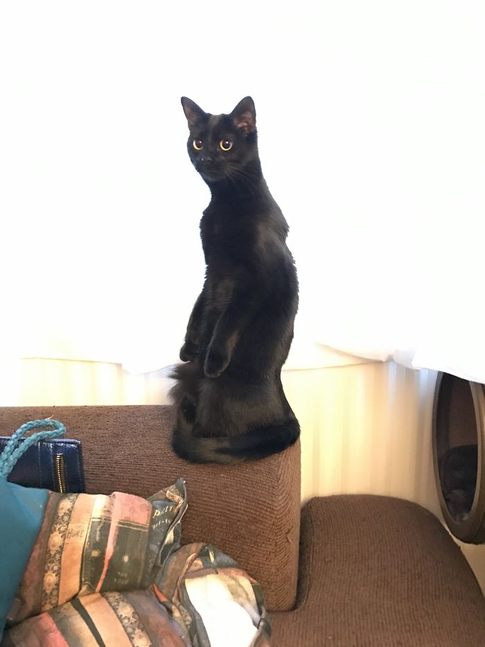 Xena On The Lookout.