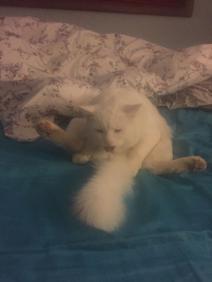 I Guess That's One Way To Clean Your Tail.