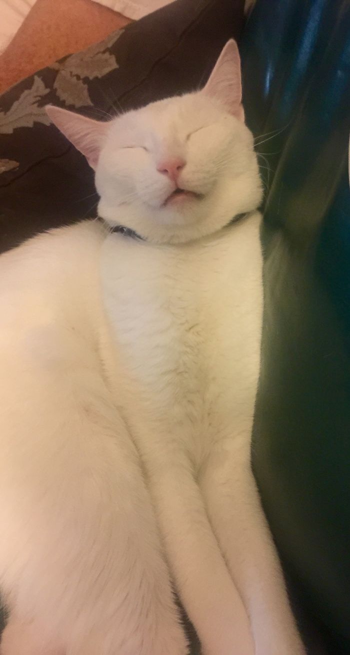 This Is How My Cat Sleeps