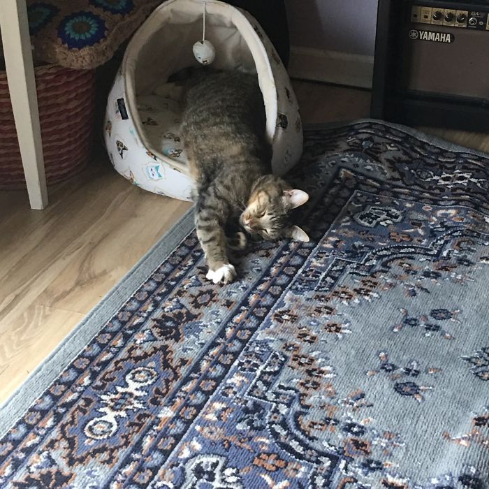 Tucker Loves This Bed And Sleeps Like This!