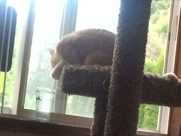 The Only Way He Will Drink Water-from A Glass, On The Windowsill.