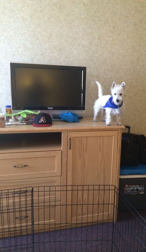 When We Left The Room He Was In The Play Pen. This Is How We Found Him When We Got Back, No Idea How He Got Up There.