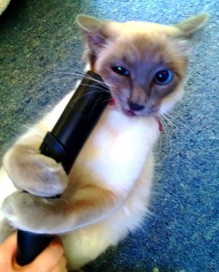 He Likes Getting His Face Sucked In 😳