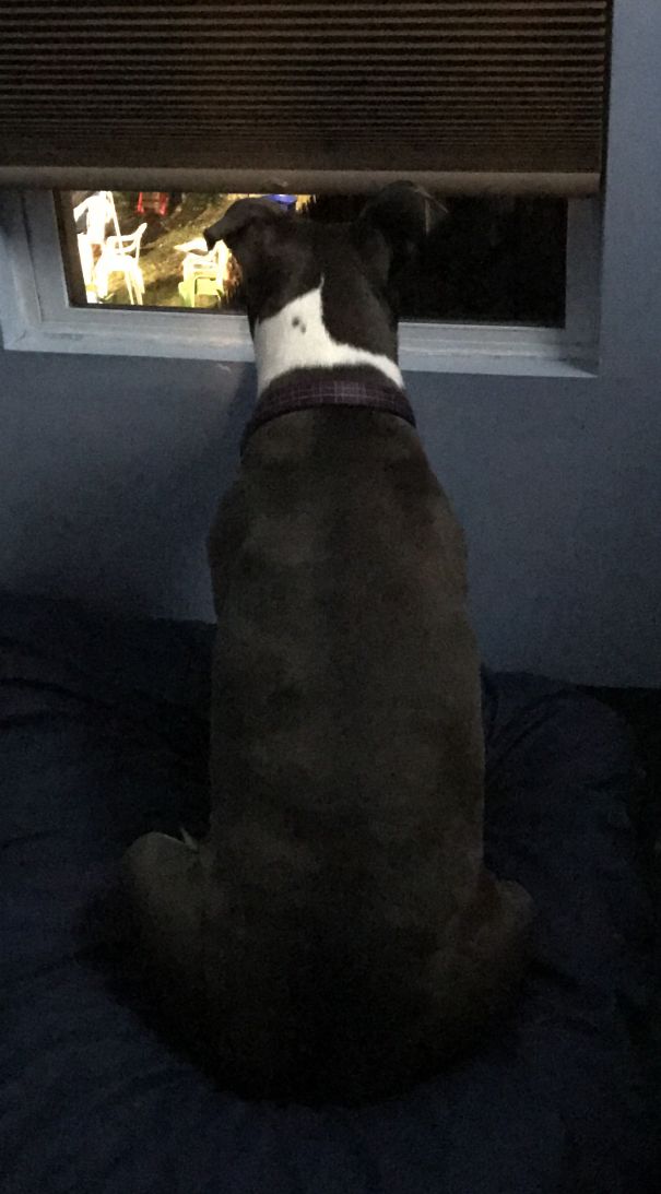 Jenny's Was Creepin On The Neighbor's Party That She Was Not Invited To! She Was Upset About That As You Can See!