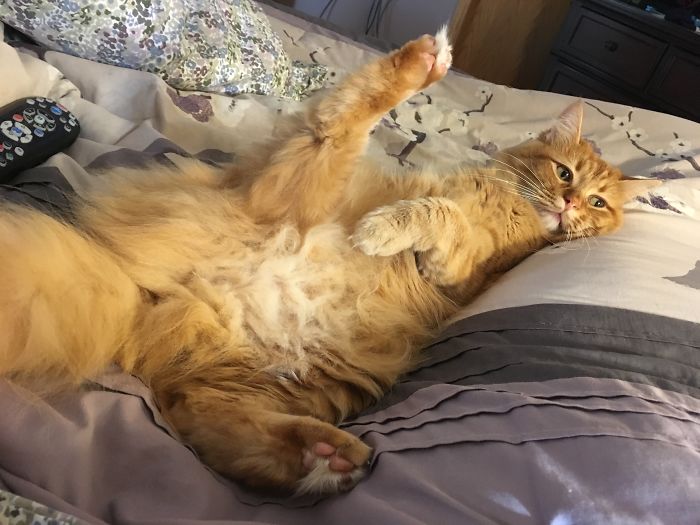 My Cat Just Decided He Should Lay With His Leg In The Air.